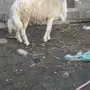 فحل حري صنف مشرووط  
