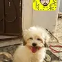 انثى هافينيز صغيره