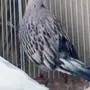 ذكر قمري تايلندي نادر جدا
