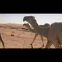 حراج ابل وضح طيبات