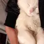 قطه للبيع