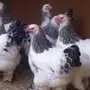 بيض دجاج رومي وبراهما كلونبي وبلدي اسودصك 