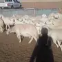 غنم حريات للبيع 