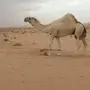 فحل اوضح كفووو ومنتج 