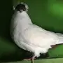 ثلاث فحول هلمت