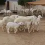 ضان حريه متابيع صنف جروووم 