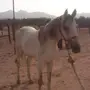 حصان خط سرعة دم فاخر