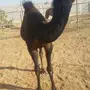 للبيع حاشي لباني 