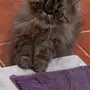 قط بكي فيس زرار لاصحاب التميز