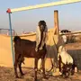 هولنديه معها 2