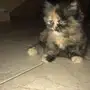 قطه هملايا 