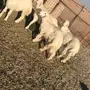 طليان حبص كفو 