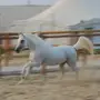 حصان( واهو) مصري بيور 