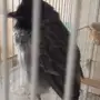 جوز كشميري