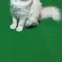 قط شيرازي أصيل