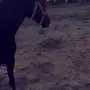 فرس شيخه 