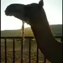 خلفه ثنو حمراء هديه للبيع