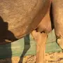 لقحه تنتج بعد شهر ونص على فحل كفو