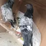 حمام باكستاني