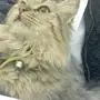 قطة شيرازية بسعر رخيص