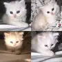 قط للبيع