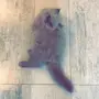 قط للبيع 