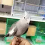 كروان هولندي 
