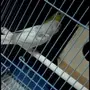 طيور الحب للبيع ب70ريال مع كل شي 