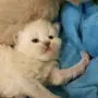 كيتنز هملايا