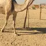 شقحا ضريبه كفو
