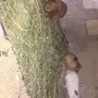 وبران بلدي 