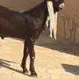 جفر نانسي 