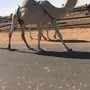 خفوت وضحا كفو