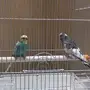 طيور زينه للبيع بالجبيل الصناعيه