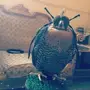 صقر جير شاهين للبيع 