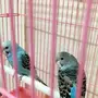 طيور للبيع
