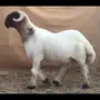جذع للبيع طيب طيب