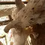 دجاج براهما