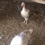 دجاج رومي بياض ( طقم ) 