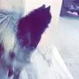 للبيع كلب هاسكي مالموت مستوى توب وبسعر مغري