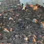خروفين ورخلين 