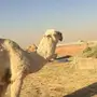 للبيع قعود فحل