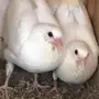 زغاليل لاحم فرنسي ابيض وسلفر 