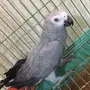 كاسكو غير اليف ب1300 في بريده