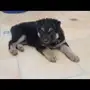 جيرمن شيبرد العمر شهر لونق هير German shepher