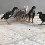 صوص دجاج باكستاني TOOP