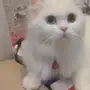 قطة شيرازي للبيع
