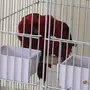 ببغاء لوري كردنيال 