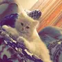 قط شيرازي عمره شهرين فالرياض