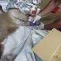 قرد مصاب